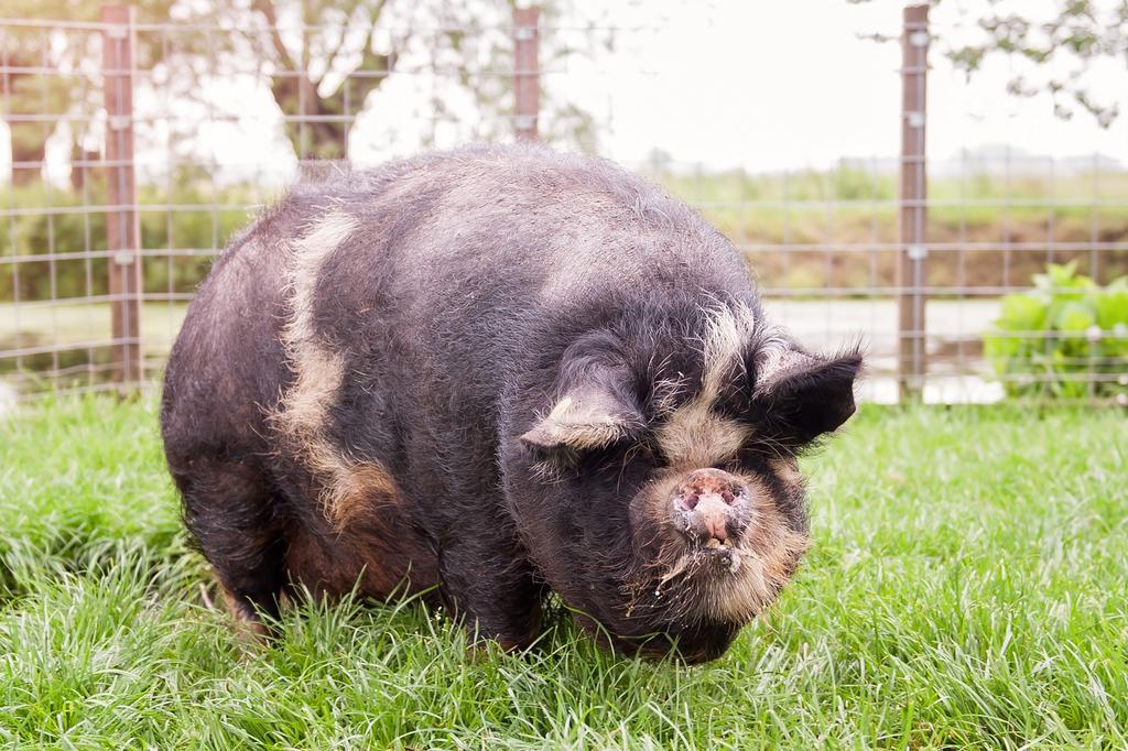 OudewaterRuyge Weyde Logies, Eco Farmアパートメント エクステリア 写真